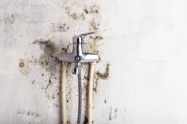 Best Mold Removal Near Me  in Arcola, IL
