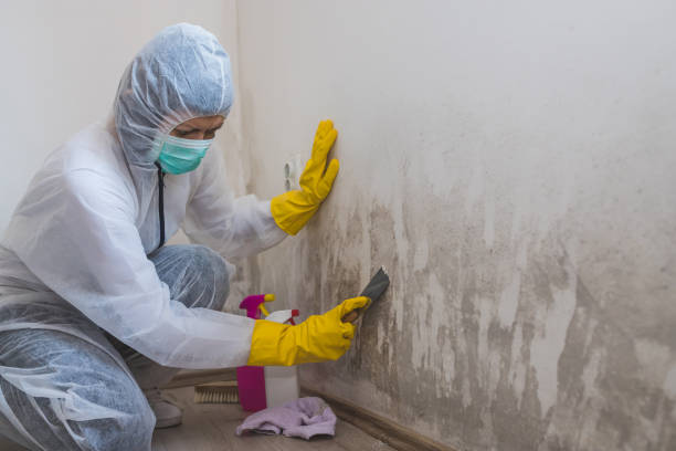 Best Crawl Space Mold Removal  in Arcola, IL