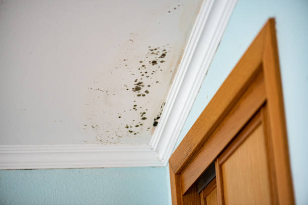 Best Commercial Mold Removal  in Arcola, IL