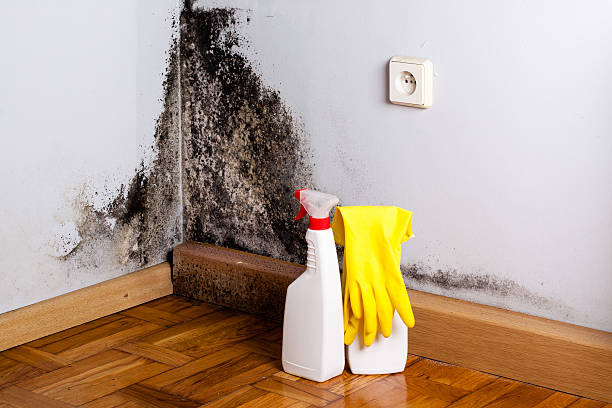 Best Fast Mold Removal  in Arcola, IL
