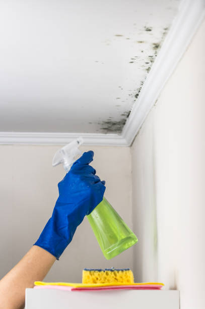 Best Mold Testing  in Arcola, IL